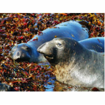 Elephant Seals Seaweed photo sculptures by lifesphere Elephant Seals Seaweed photo sculptures