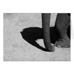 Elephant Shadow Card