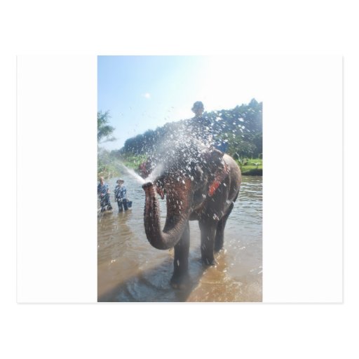 elephant spraying water toy