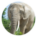 Elephant stickers