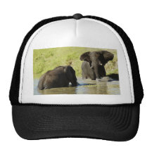 Elephant swimming (african elephant) hats