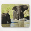 Elephant swimming (african elephant) mousepads
