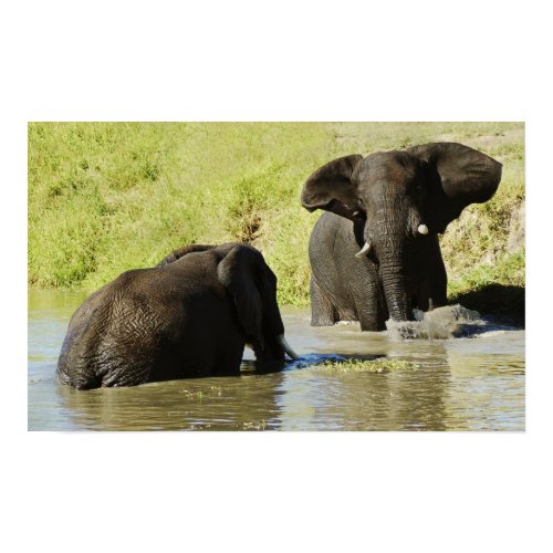 Elephant swimming (african elephant) poster, print print