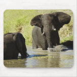 Elephant swimming mouse pads
