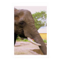 Elephant Trunk II posters