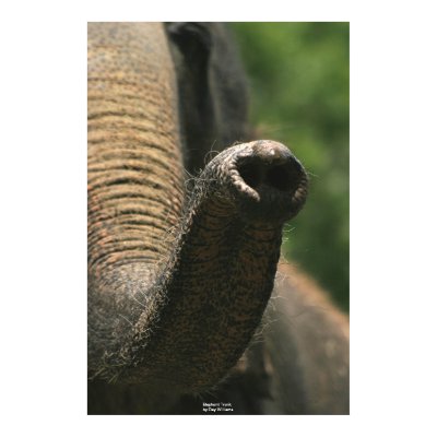 elephant_trunk_poster-p228800580267263641t5wm_400.jpg