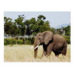 Elephant walking Masai Mara Plains, Kenya postcard
