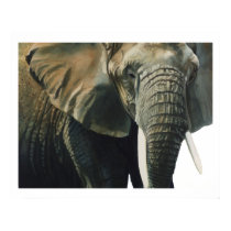 "Elephant" Wildlife Animal Watercolor posters