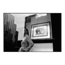 Elephant Window posters by tedadams Elephant Window posters