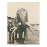 elephant with girl in mouth postcard