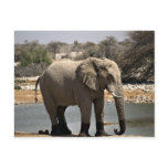 Elephant with mud socks post cards