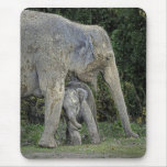 Elephant With Newborn Mousepad