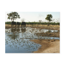Elephants and Birds 2 postacrd postcards
