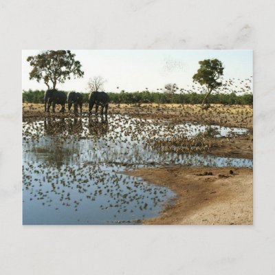 Elephant With Birds