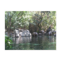 Elephants at play postcard