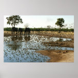Elephants at Waterhole in Botswana, Africa Elephants at Waterhole in Botswana, Africa