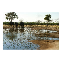 Elephants at Waterhole in Botswana, Africa posters