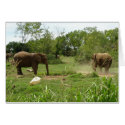 Elephants Card by Country1969 Elephants Card