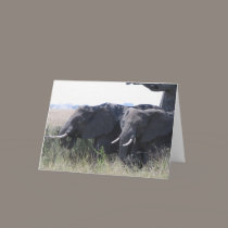 Elephants cards