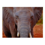 Elephants charge post card