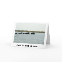 Elephants Crossing Chobe River cards by pshaw_photo Elephants Crossing Chobe River cards