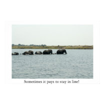Elephants Crossing Chobe River posters