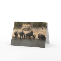 Elephants Drinking from Chobe River cards