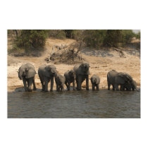 Elephants Drinking from Chobe River posters by pshaw_photo Elephants Drinking from Chobe River posters