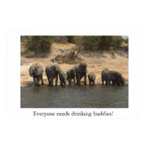 Elephants Drinking from Chobe River posters