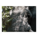 Elephant's face posters