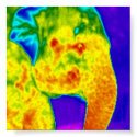 Elephants head posters