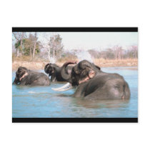 Elephants Immersed Post Card