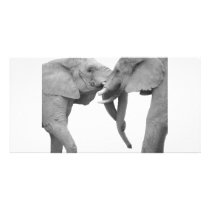 Elephants in love white photo cards by kaoticshell Elephants in love white photo cards
