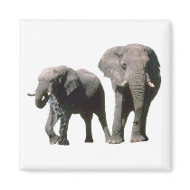 Elephants Magnet