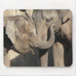 Elephants Elephants