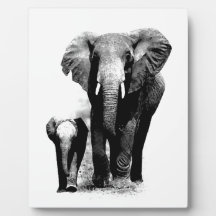 Elephants Photo Plaques