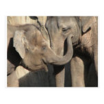 Elephants Post Card