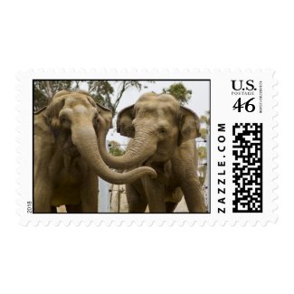 Elephants Postage Stamp