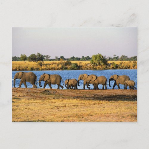 Elephants Postcard postcard
