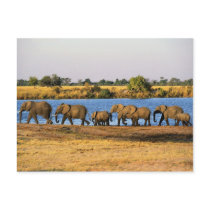Elephants Postcard