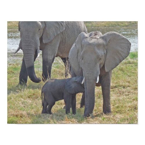 Elephants print