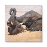 Elephants water world magnets