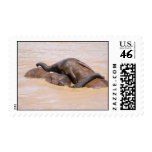 Elephants water world postage