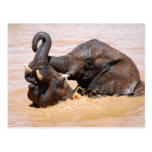 Elephants water world postcards