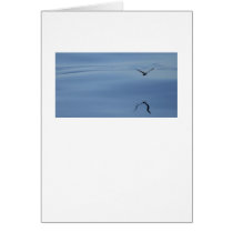 Eliot's Storm Petral cards