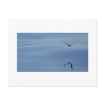Eliot's Storm Petral postcards