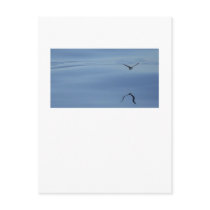 Eliot's Storm Petral postcards
