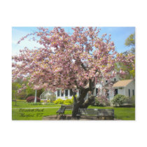 Elizabeth Park, Hartford, CT Postcard