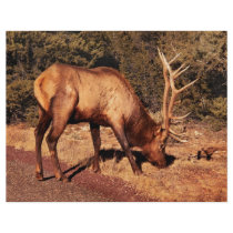Elk -  An Elk Eating Flyer