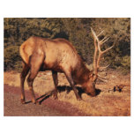 Elk -  An Elk Eating flyers